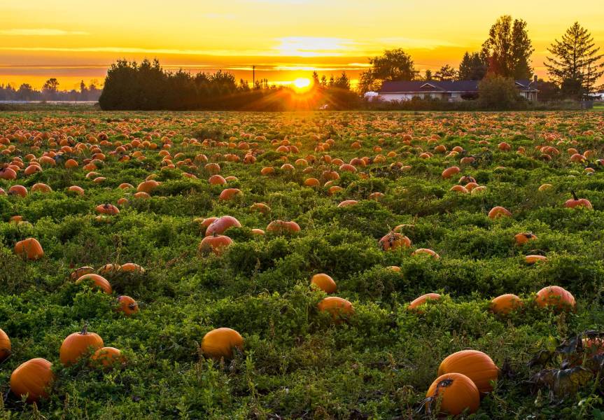 11 Important Reasons Why Pumpkin Is Called a Store-house of Nutrition?