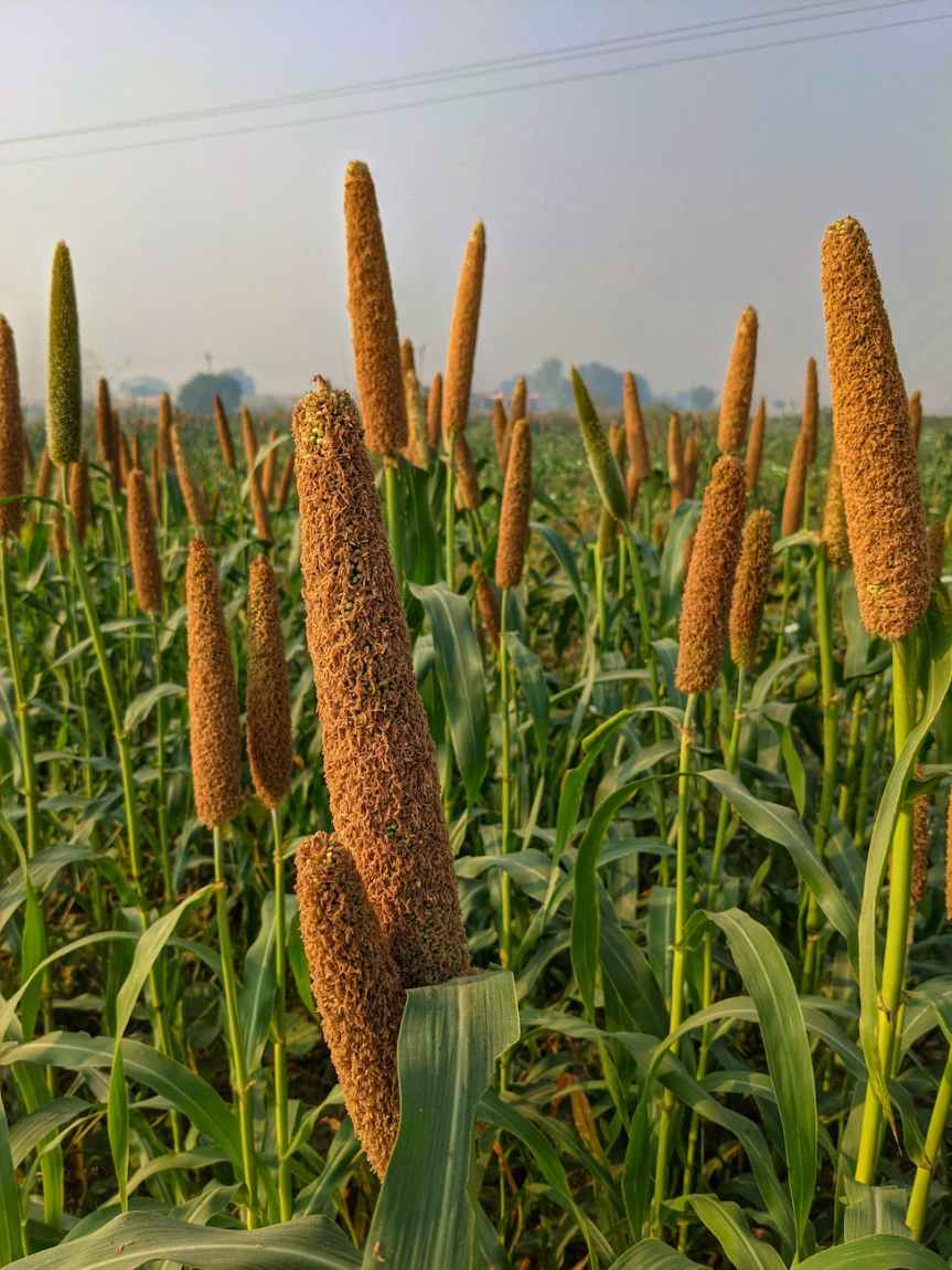 7 Important Reasons To Include Foxtail Millet and Little Millet in Your Diet