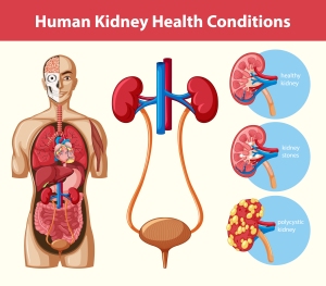parts of kidney and kidney diseases